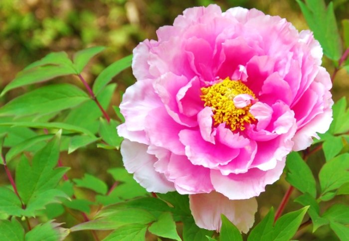 觀賞植物繁殖 觀賞植物繁殖