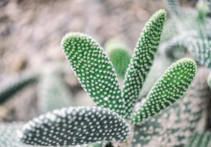 仙人掌爛根處理 仙人掌爛根處理