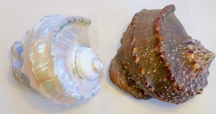 夜光貝打磨方法