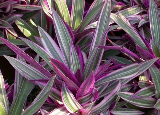 彩葉蚌蘭繁殖 彩葉蚌蘭繁殖