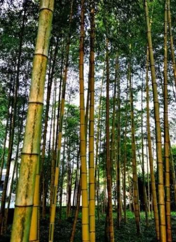 竹子養護方法 竹子養護方法