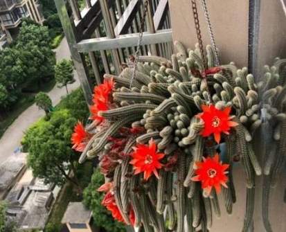 仙人掌肥料選擇 仙人掌肥料選擇