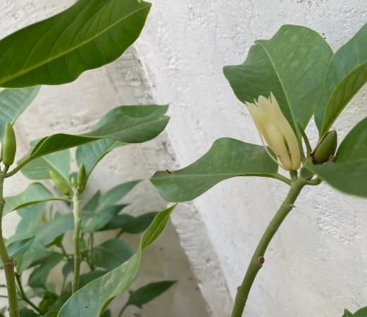 玉蘭花種植技巧