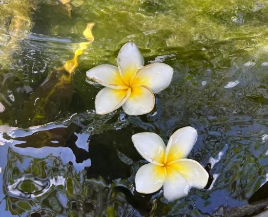 雞蛋花室內養護