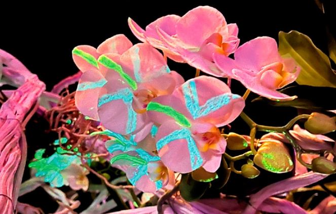 蘭花營養液推薦 蘭花營養液推薦