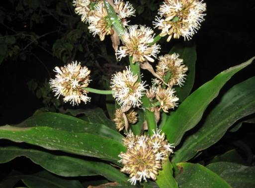 紅萬年青照顧 紅萬年青照顧