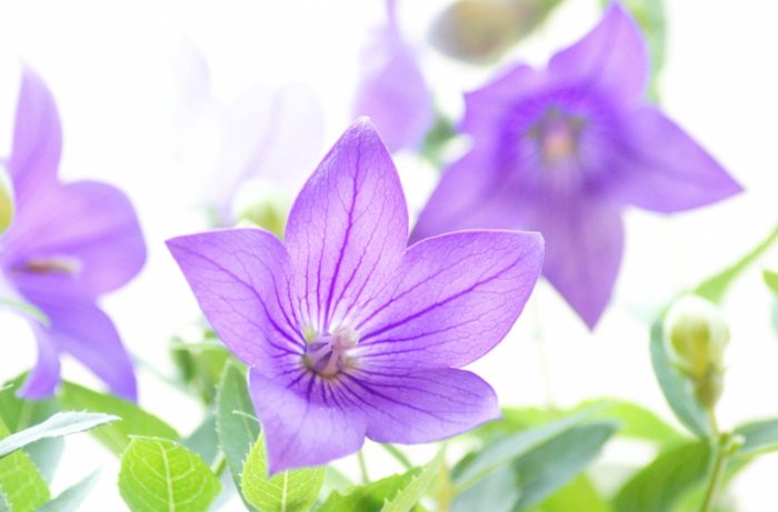 桔梗花品種 桔梗花品種