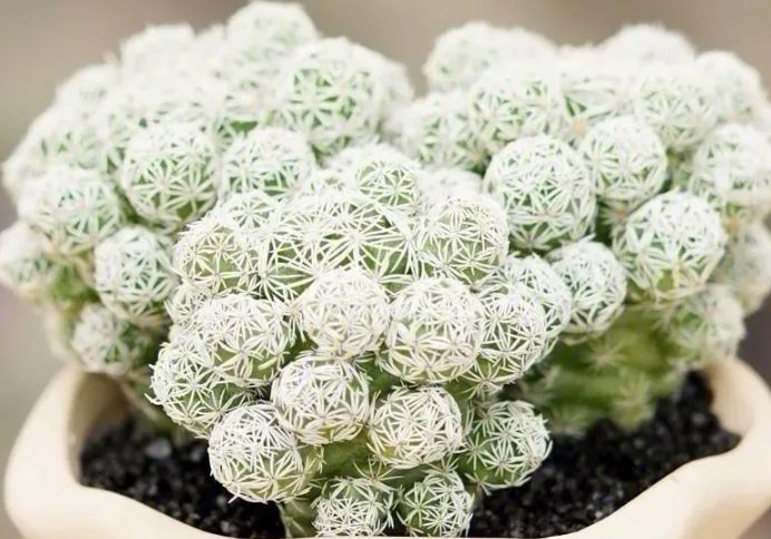 銀手指養護 銀手指養護