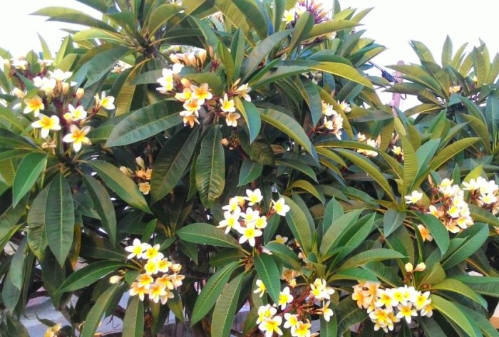 雞蛋花種植 雞蛋花種植