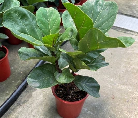 琴叶榕 冬季养护 琴叶榕 冬季养护