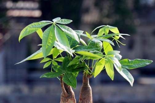招财树风水