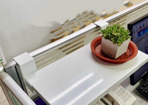 適合辦公室的植物