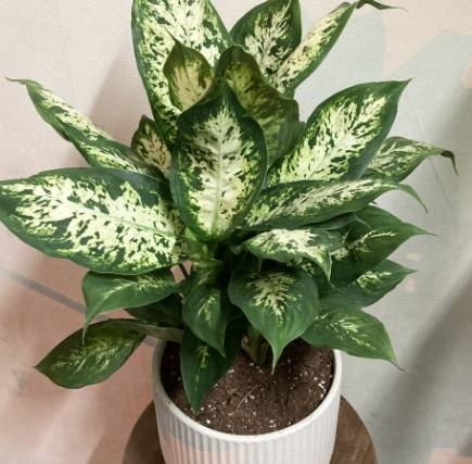 萬年青肥料推薦