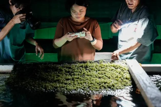 海葡萄採收體驗 海葡萄採收體驗