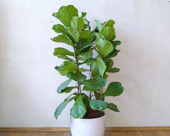 琴葉榕根部養護