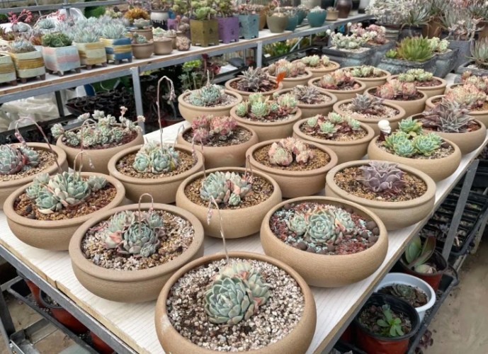 多肉植物土壤 多肉植物土壤