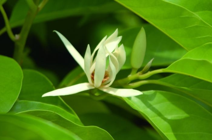 玉蘭花色澤 玉蘭花色澤