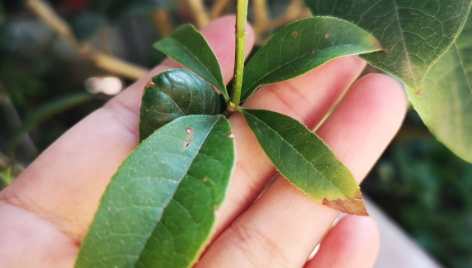 桂花葉子焦枯處理