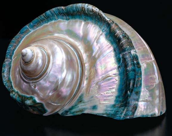 台灣夜光貝保護措施