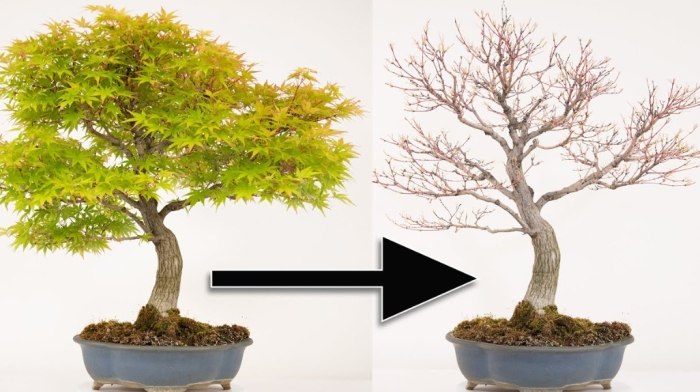 盆栽剃葉技巧 盆栽剃葉技巧