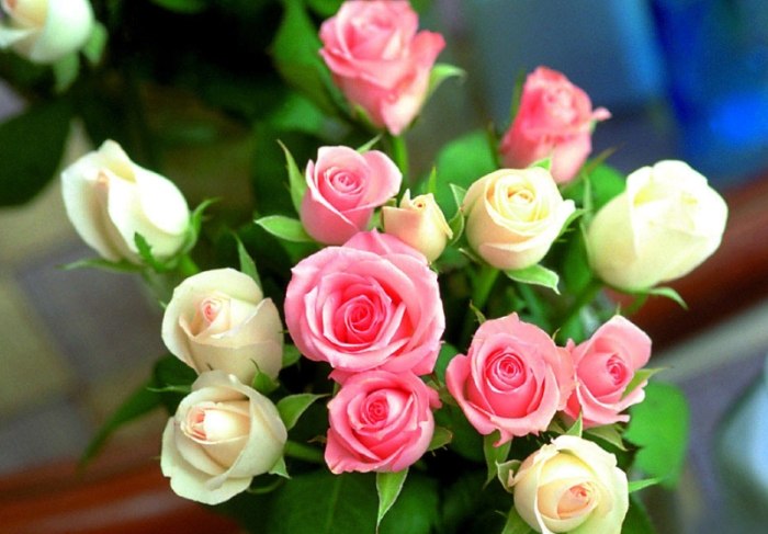 玫瑰花葉子掉光處理