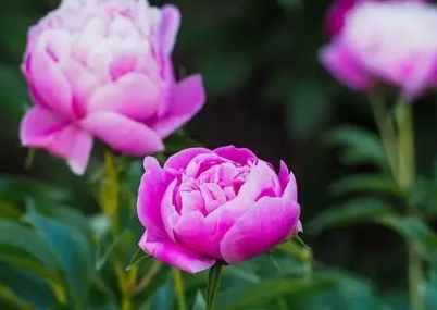 代表自己的植物 代表自己的植物