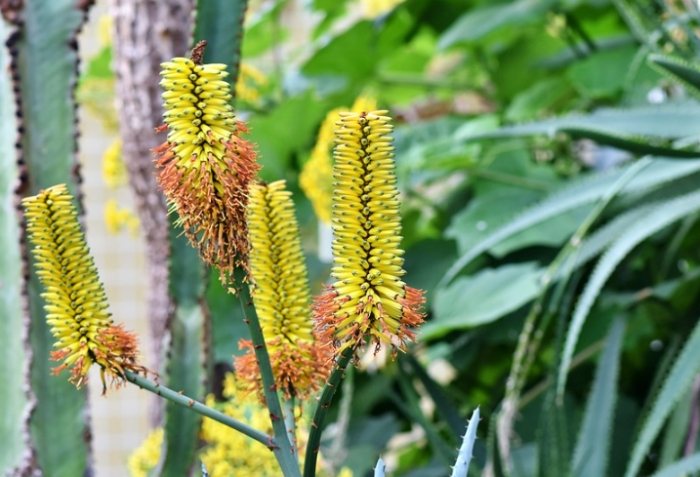 仙人掌種子發芽 仙人掌種子發芽