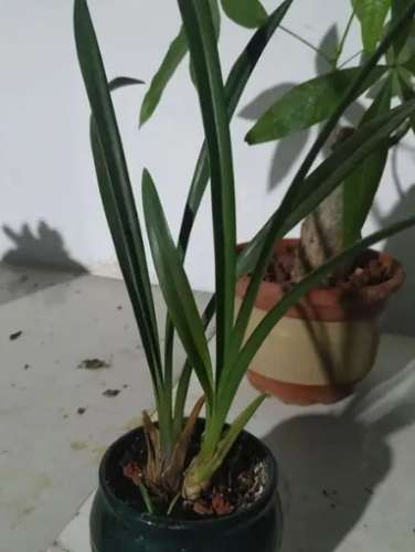 蘭花花瓣掉落 蘭花花瓣掉落