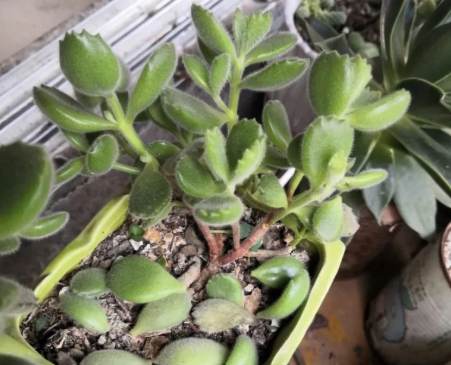 多肉葉子變黑原因