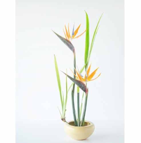 天堂鳥葉子變黑