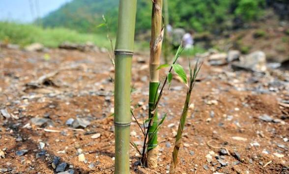 竹子種植問題 竹子種植問題
