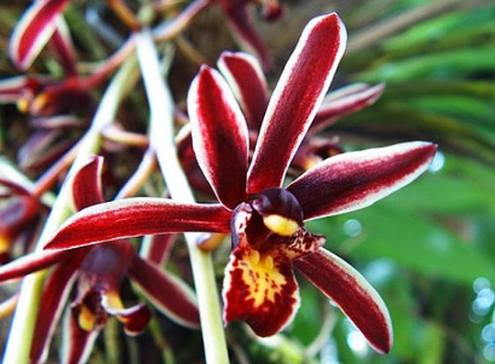 蘭花肥料使用方法 蘭花肥料使用方法