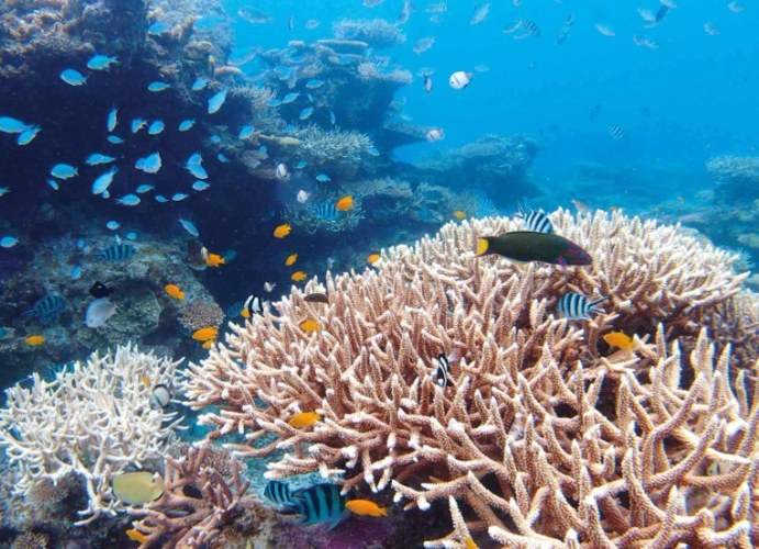 帶珊瑚回台 法律