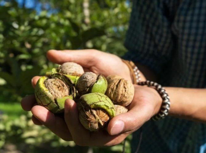 核桃檢疫要求 核桃檢疫要求