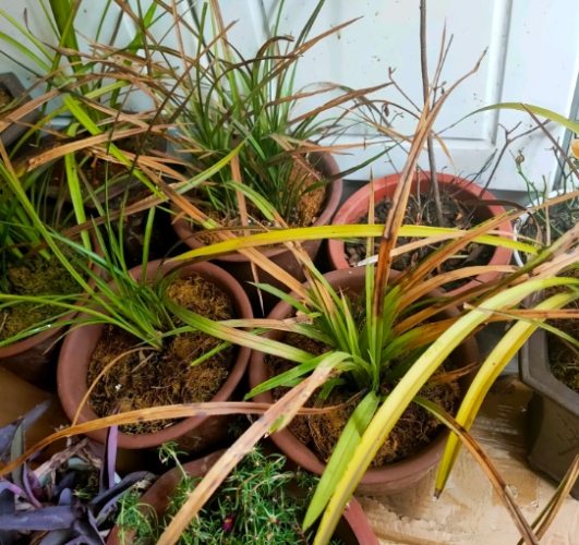 蘭花急救方法 蘭花急救方法