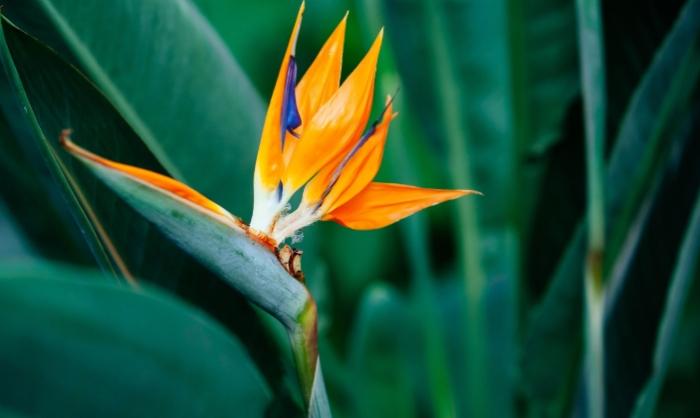 天堂鳥種植技巧