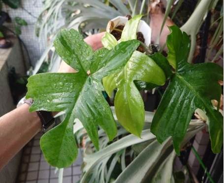 幽靈蔓綠絨 養護 幽靈蔓綠絨 養護