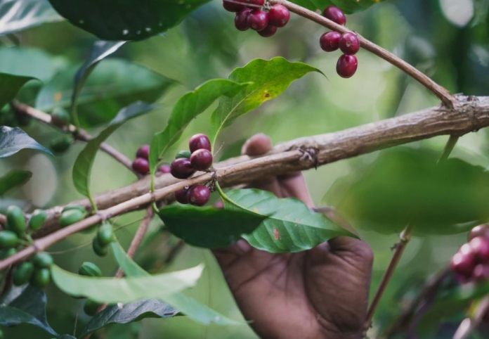 天堂鳥咖啡風味 天堂鳥咖啡風味