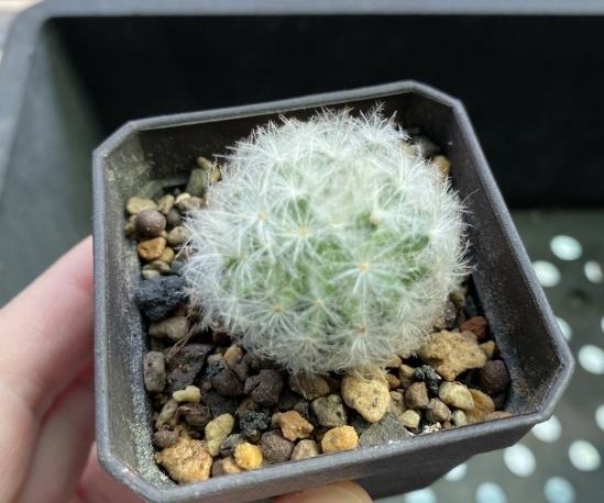 白星仙人掌常見問題