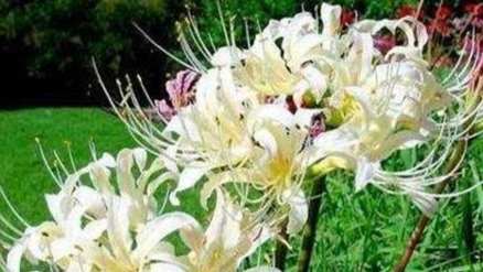 思念家人的花卉