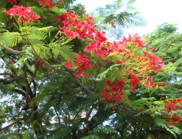 花語意義 花語意義