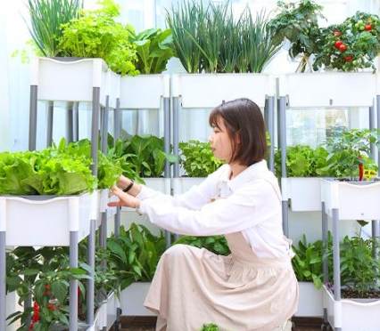 半日照蔬菜 半日照蔬菜