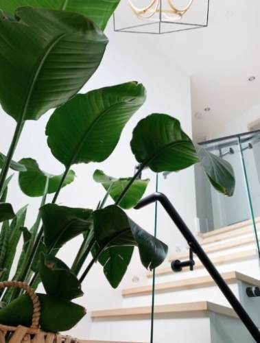 天堂鳥修剪方法