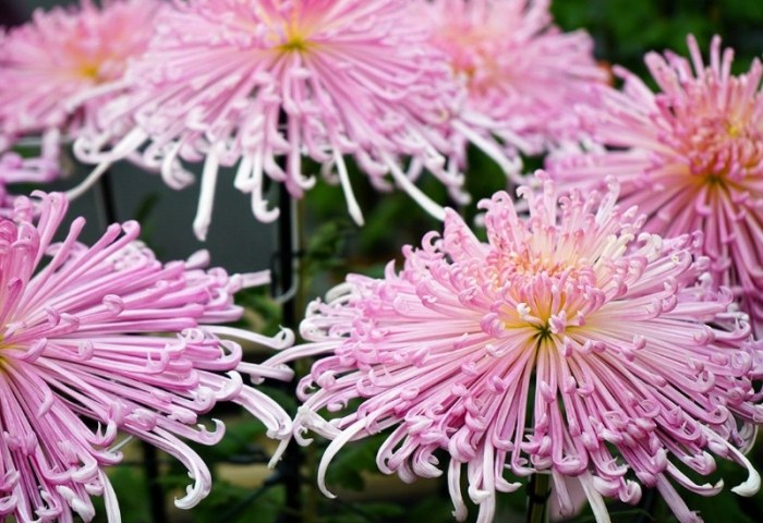 秋天赏菊 秋天赏菊