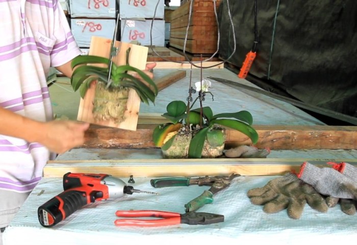 蝴蝶蘭上板教學