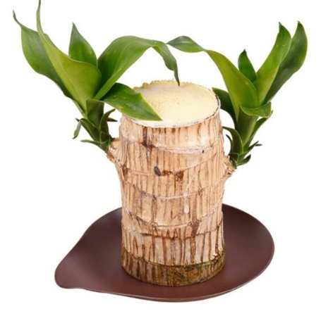 水培巴西木方法