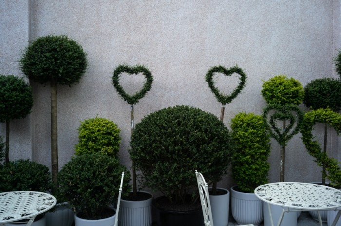 办公室植物风水