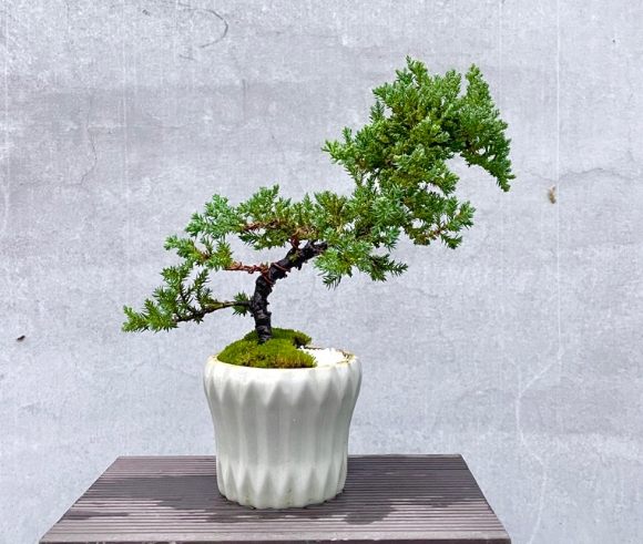 珍珠柏盆栽常見問題