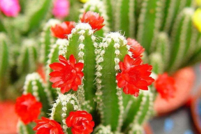 仙人掌變黑原因 仙人掌變黑原因