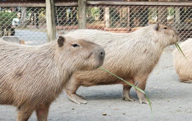 水豚互動體驗 水豚互動體驗